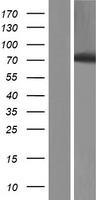 HBS1L Human Over-expression Lysate