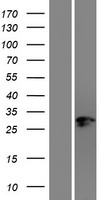 NR2F2 Human Over-expression Lysate