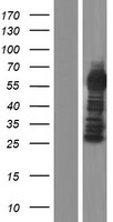 CXorf49B Human Over-expression Lysate