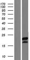 C5orf52 Human Over-expression Lysate