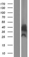 MYADML2 Human Over-expression Lysate