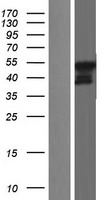 USP27X Human Over-expression Lysate