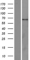 C2orf81 Human Over-expression Lysate