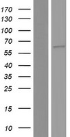C20orf31 (EDEM2) Human Over-expression Lysate