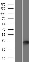 PLET1 Human Over-expression Lysate