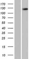 C16orf96 Human Over-expression Lysate