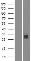 VSTM5 Human Over-expression Lysate