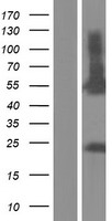 RPIP8 (RUNDC3A) Human Over-expression Lysate