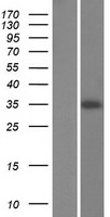 CHORDC1 Human Over-expression Lysate