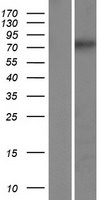 CCDC154 Human Over-expression Lysate