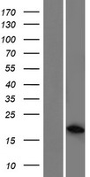 ARL5C Human Over-expression Lysate