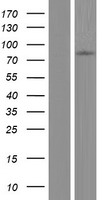 CAPN8 Human Over-expression Lysate