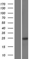 RBM24 Human Over-expression Lysate