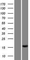 C15orf61 Human Over-expression Lysate
