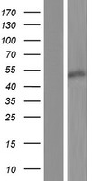 BSDC1 Human Over-expression Lysate
