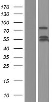 Rabphilin 3A (RPH3A) Human Over-expression Lysate