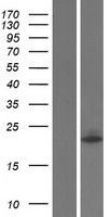 WIBG (PYM1) Human Over-expression Lysate