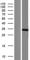 PHOSPHO1 Human Over-expression Lysate