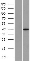 SLC25A39 Human Over-expression Lysate