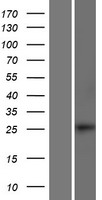 SMAD6 Human Over-expression Lysate