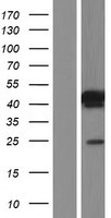 C21ORF56 (SPATC1L) Human Over-expression Lysate