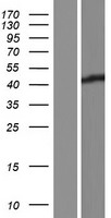 CHID1 Human Over-expression Lysate