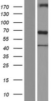 NEURL1B Human Over-expression Lysate