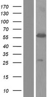 HNRPLL (HNRNPLL) Human Over-expression Lysate