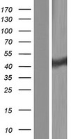 HEAB (CLP1) Human Over-expression Lysate