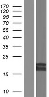 PRELID3A Human Over-expression Lysate