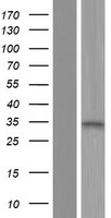 ALS2CR1 (NIF3L1) Human Over-expression Lysate