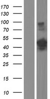 LRRFIP1 Human Over-expression Lysate