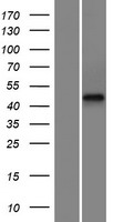 FAM47E Human Over-expression Lysate