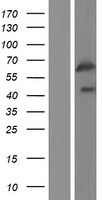 GPR107 Human Over-expression Lysate