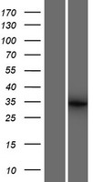 BTBD19 Human Over-expression Lysate