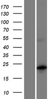 MBD3L5 Human Over-expression Lysate