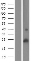 C19orf77 (SMIM24) Human Over-expression Lysate