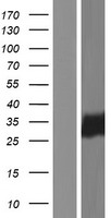 HIDE1 (C19orf38) Human Over-expression Lysate