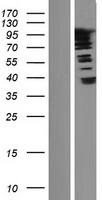 SUPT20HL2 Human Over-expression Lysate