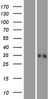 ALG1L2 Human Over-expression Lysate