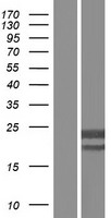 CMPK1 Human Over-expression Lysate