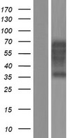 TCF3 / E2A (TCF3) Human Over-expression Lysate