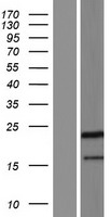 PPIAL4C Human Over-expression Lysate