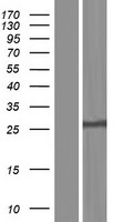 NEIL2 Human Over-expression Lysate