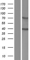 ACBD4 Human Over-expression Lysate