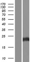 Methionine Sulfoxide Reductase A (MSRA) Human Over-expression Lysate