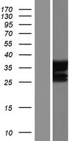 RIZ1 (PRDM2) Human Over-expression Lysate