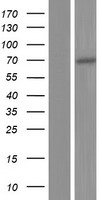 ZNF397 Human Over-expression Lysate