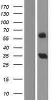 RIC3 Human Over-expression Lysate