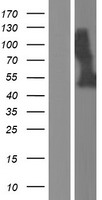 CRELD2 Human Over-expression Lysate